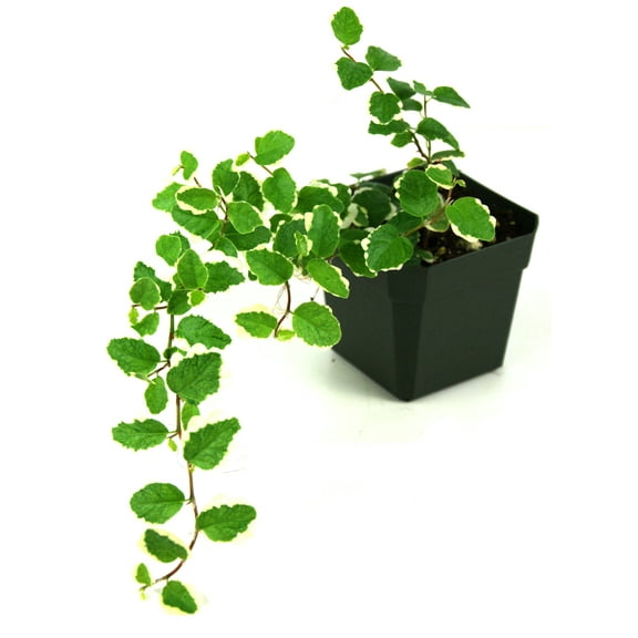 Josh's Frogs Ficus pumila Variegata 'Creeping Fig' Vine