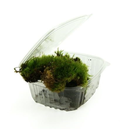 Josh's Frogs Fresh Mood Moss for Terrariums (1 Quart)