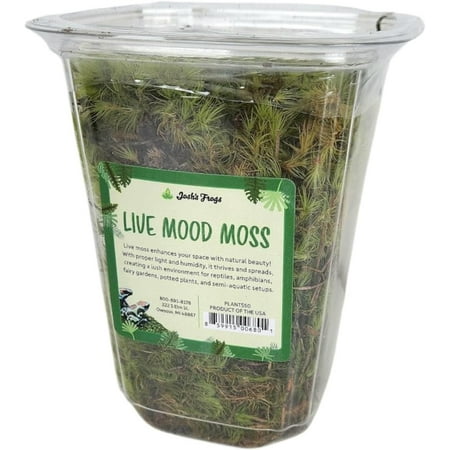 Sprig & Stone Fresh Mood Moss | Medium