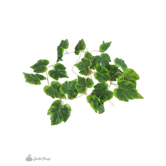 Josh's Frogs Grape Vine