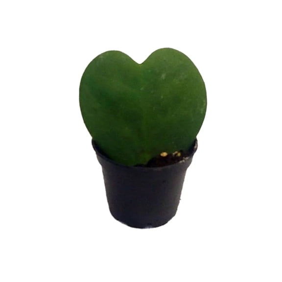 Josh's Frogs Hoya kerrii - Sweetheart Plant