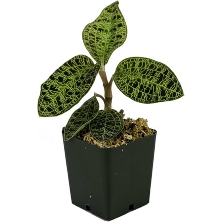 Josh's Frogs Macodes petola 'Jewel Orchid'