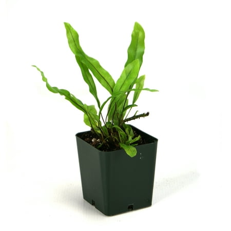 Josh's Frogs Microsorum scolopendrium 'Wart Fern'