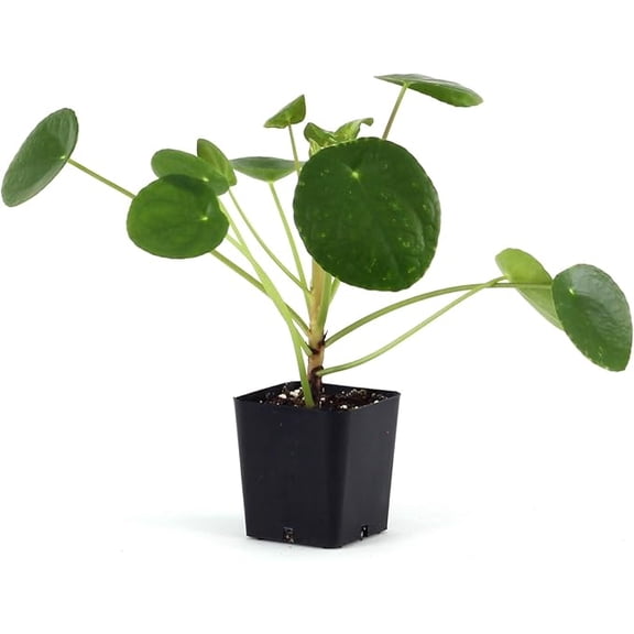 Josh's Frogs Pilea peperomioides - Chinese Money Plant