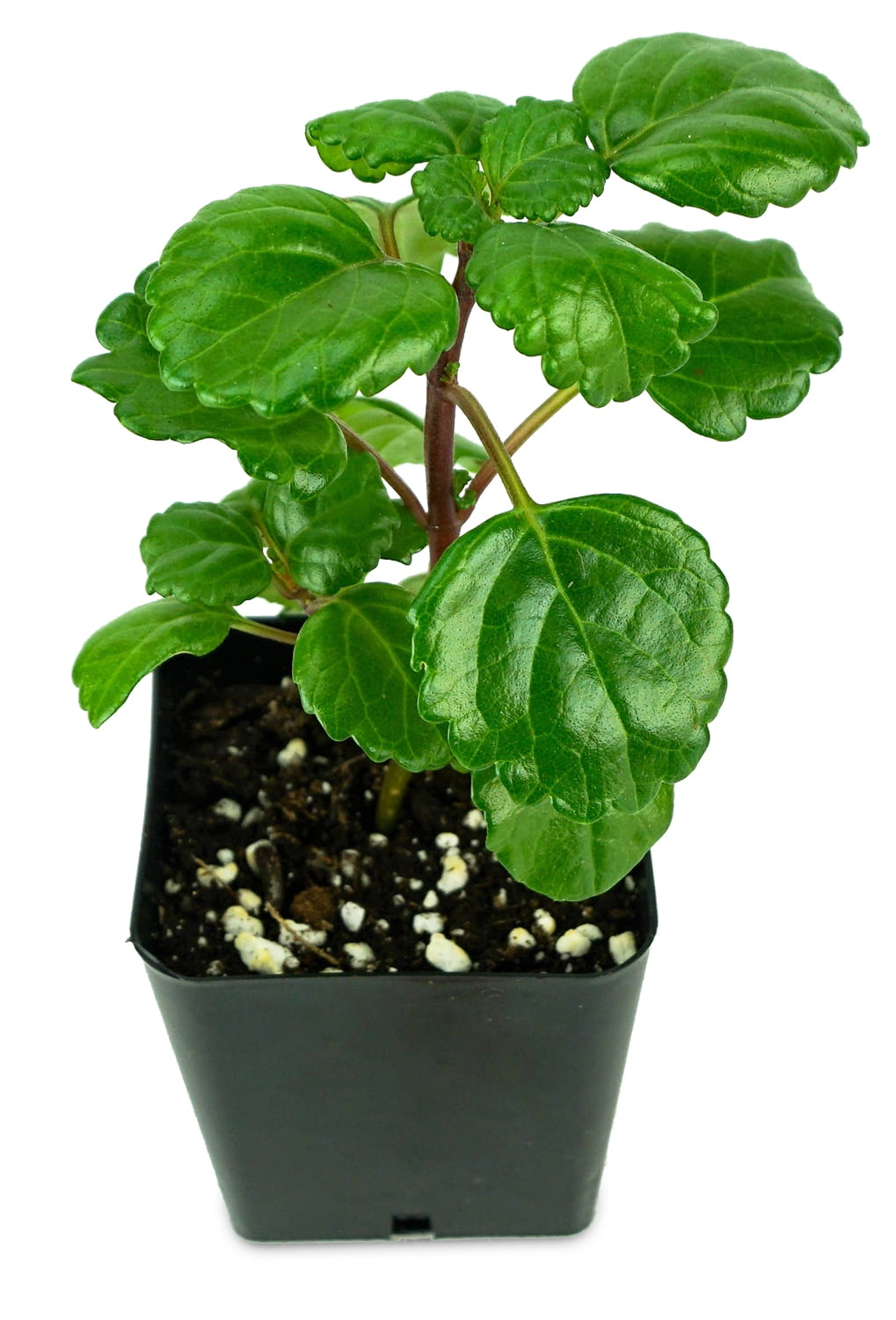 SPRIG & STONE Josh's Frogs Plectranthus Australis Swedish Ivy Live Plant in Pot