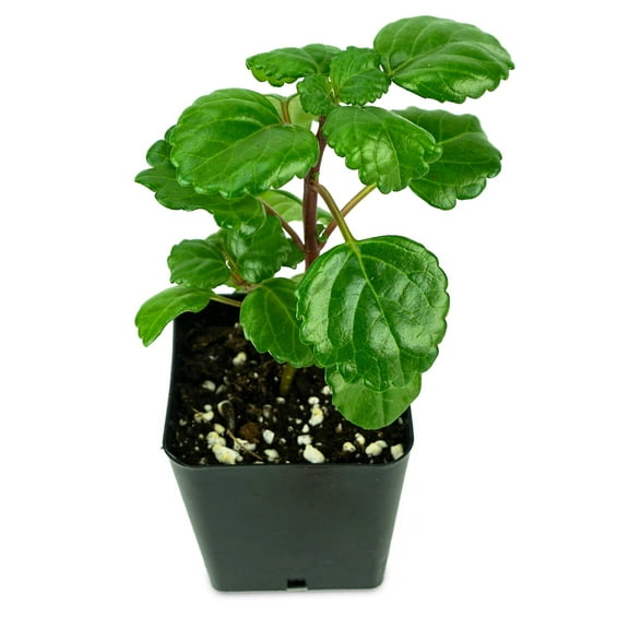 Josh's Frogs Plectranthus Australis Swedish Ivy Live Plant in Pot