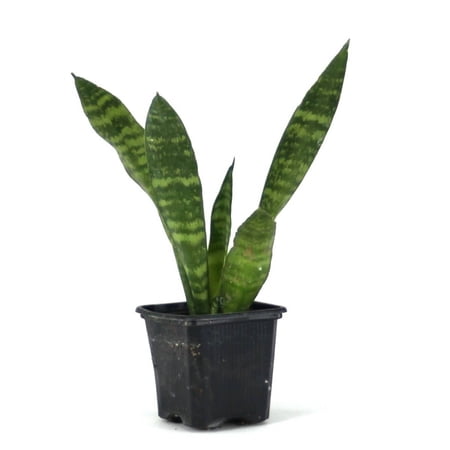 Josh's Frogs Sansevieria zeylanica 'Snake Plant'