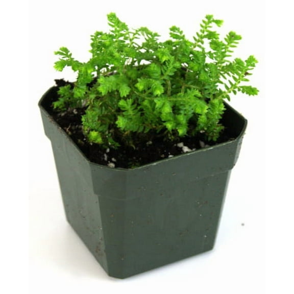 Josh's Frogs Selaginella kraussiana 'Gold Tips Spikemoss' African Clubmoss