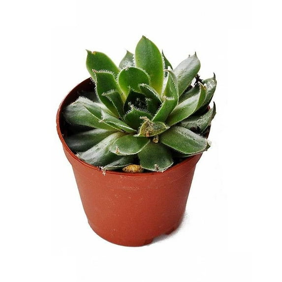 Josh's Frogs Assorted Succulent Live Plant in 3" Pot