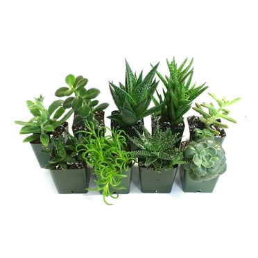 Josh's Frogs Succulent Live Plants in 3" Pot