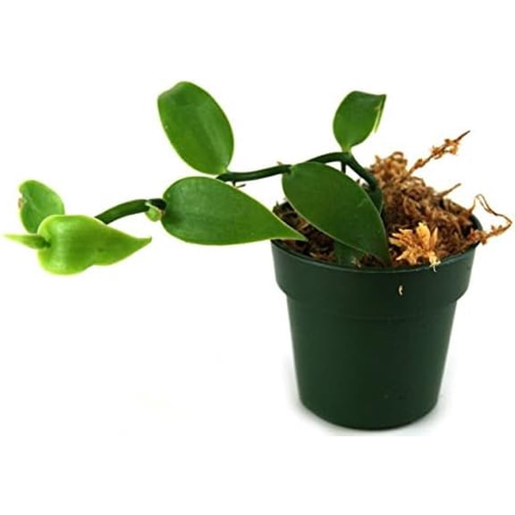 Josh's Frogs Vanilla planifolia - Vanilla Orchid (Green)