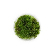 Joshs Frogs Vesicularia montagnei - Christmas Moss