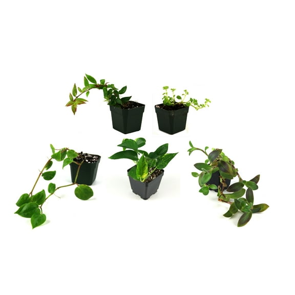 Josh's Frogs Vine Bundle (5 plants)