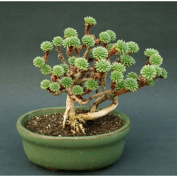 Joshua Tree Bonsai Seeds - 10 Seeds to Grow - Highly Prized Joshua Tree