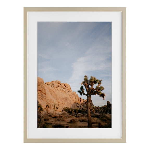 Stupell Industries Joshua Tree & Canyon Birch Framed Print Under Glass, design by Jade Sharp Photo, 23 x 17