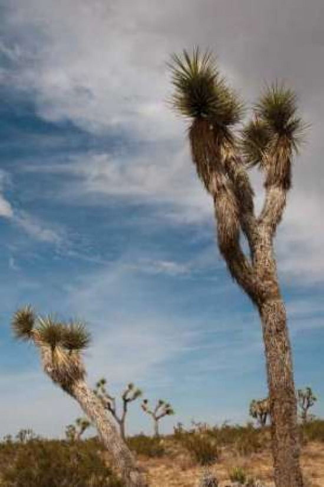 Joshua Tree I Canvas Art - Erin Berzel (20 x 28)