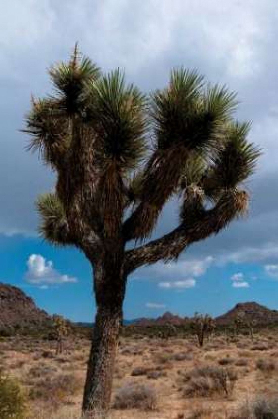 Joshua Tree II Canvas Art - Erin Berzel (20 x 28)