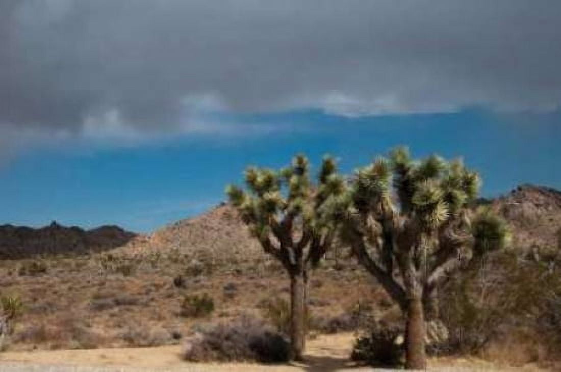 Joshua Tree IV Canvas Art - Erin Berzel (20 x 28)