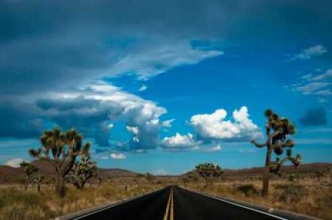 Joshua Tree National Park III Canvas Art - Erin Berzel (20 x 28)