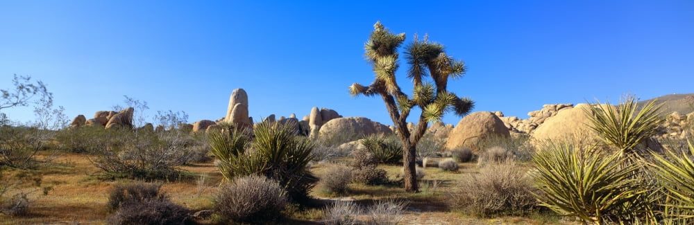 Joshua Tree National Park Spring California Canvas Art - Panoramic Images (36 x 12)