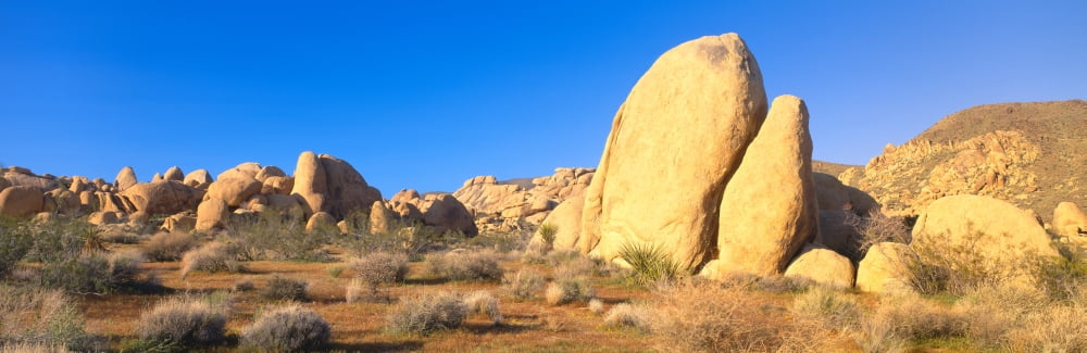 Joshua Tree National Park Spring California Canvas Art - Panoramic Images (36 x 12)