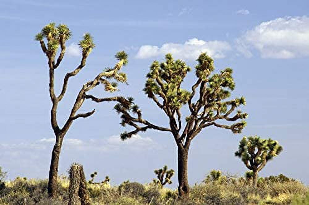 Joshua Tree Seeds 10 Seeds to Grow Highly Prized Joshua Tree Made