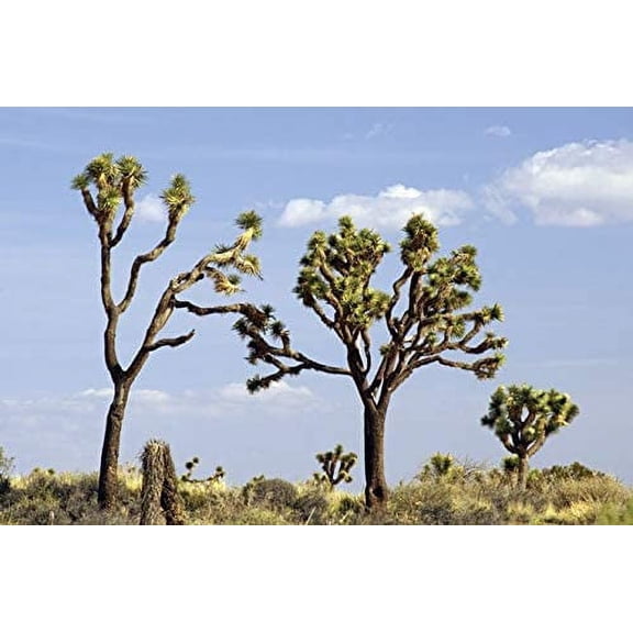 Joshua Tree Seeds - 10 Seeds to Grow - Highly Prized Joshua Tree - Made in USA, Ships from Iowa