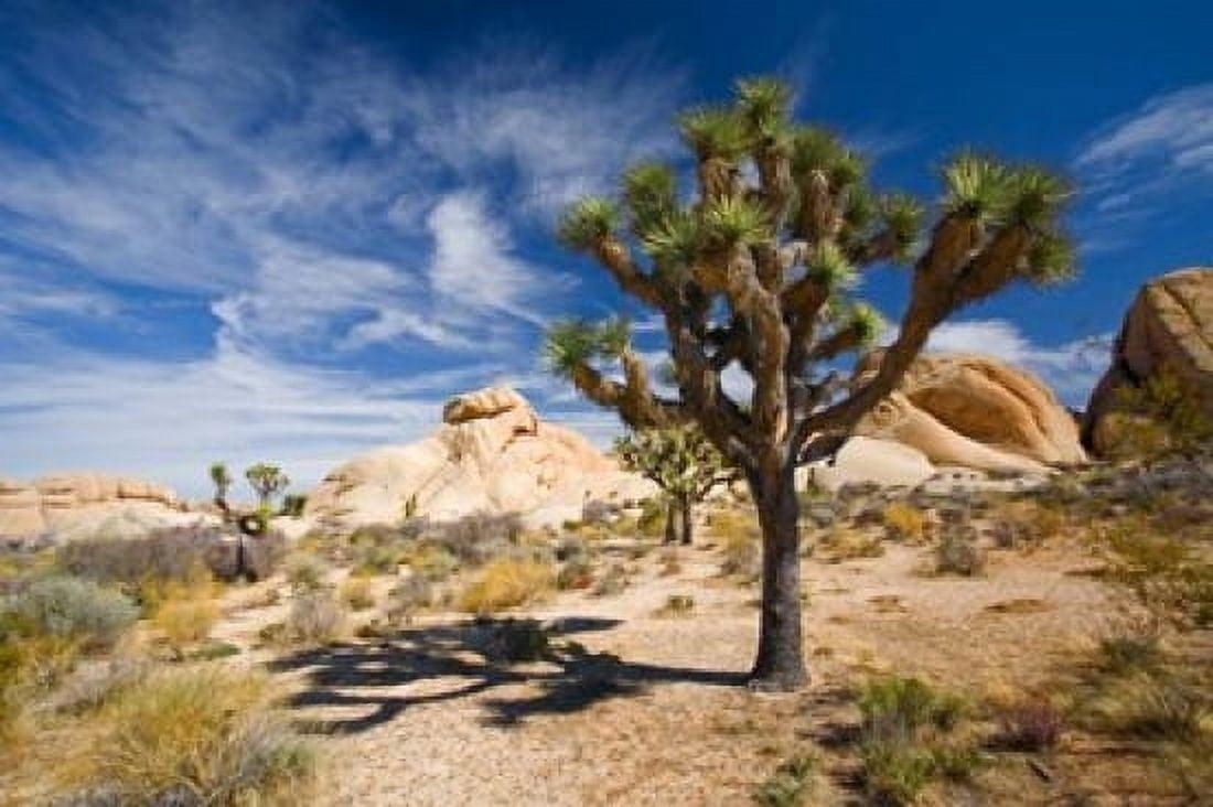 Joshua Tree Shadow Canvas Art - Panoramic Images (18 x 12)