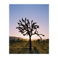 thumbnail image 1 of Joshua Tree Sunset II - Joshua Tree California Photography Desert Sunset Silhouette Nature Cactus Landscape Scenic Unframed Wall Art Print 4 x 6 inches, 1 of 81