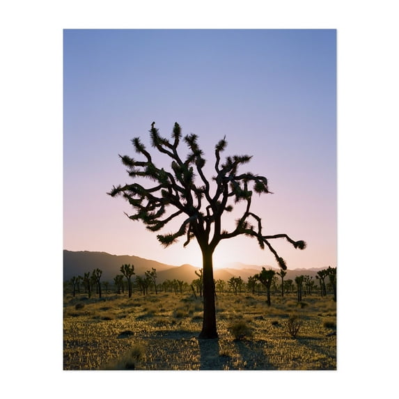 Joshua Tree Sunset II - Joshua Tree California Photography Desert Sunset Silhouette Nature Cactus Landscape Scenic Unframed Wall Art Print 9 x 12 inches