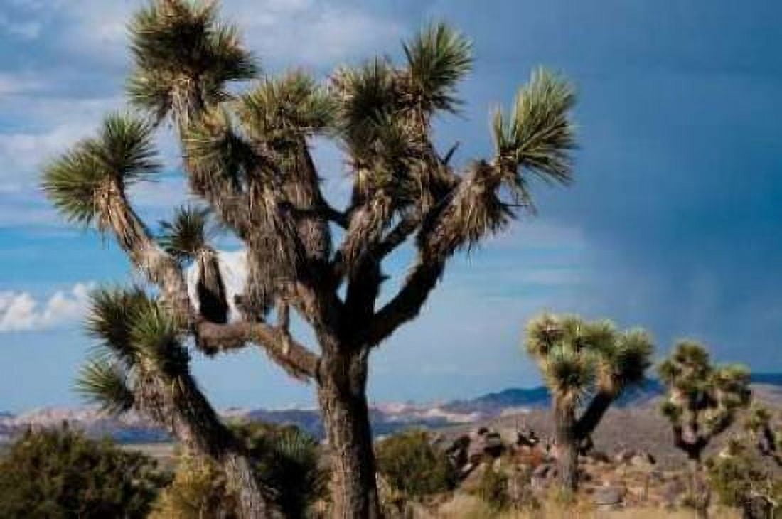 Joshua Tree VI Canvas Art - Erin Berzel (20 x 28)