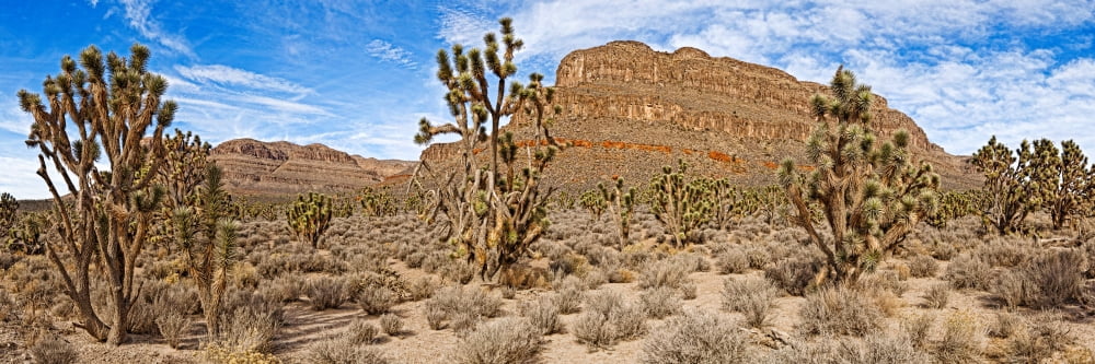 Joshua Tree (Yucca Brevifolia) in a desert Arizona USA Canvas Art - Panoramic Images (27 x 9)