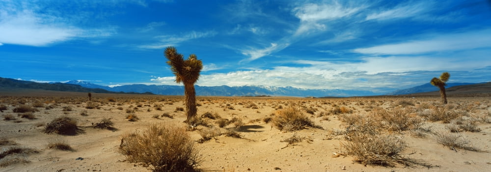 Joshua Tree in a desert Mojave Desert California USA Canvas Art - Panoramic Images (36 x 12)