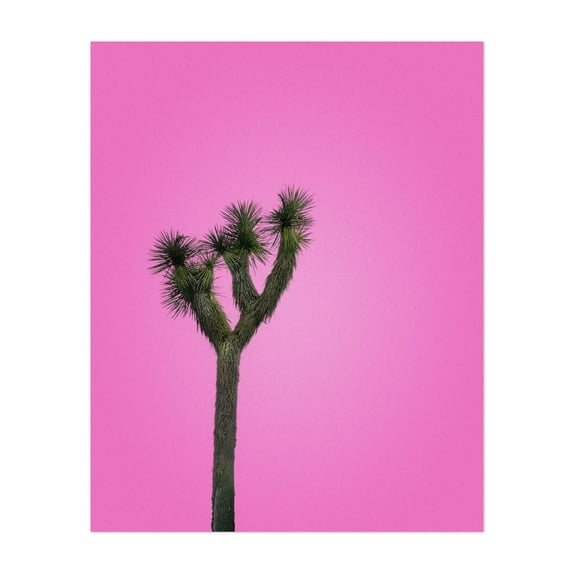 Joshua Tree with Pink Sky - Joshua Tree California Photography Unframed Wall Art Print 8 x 10 inches