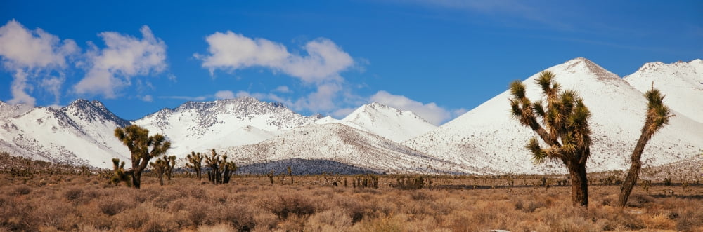 Joshua Trees In The Sierra Nevada Mountains California Canvas Art - Panoramic Images (27 x 9)