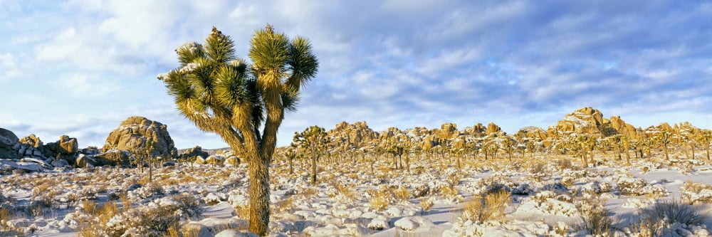 Joshua tree (Yucca brevifolia) forest in winter Joshua Tree National Park California USA Canvas Art - Panoramic Images (36 x 12)