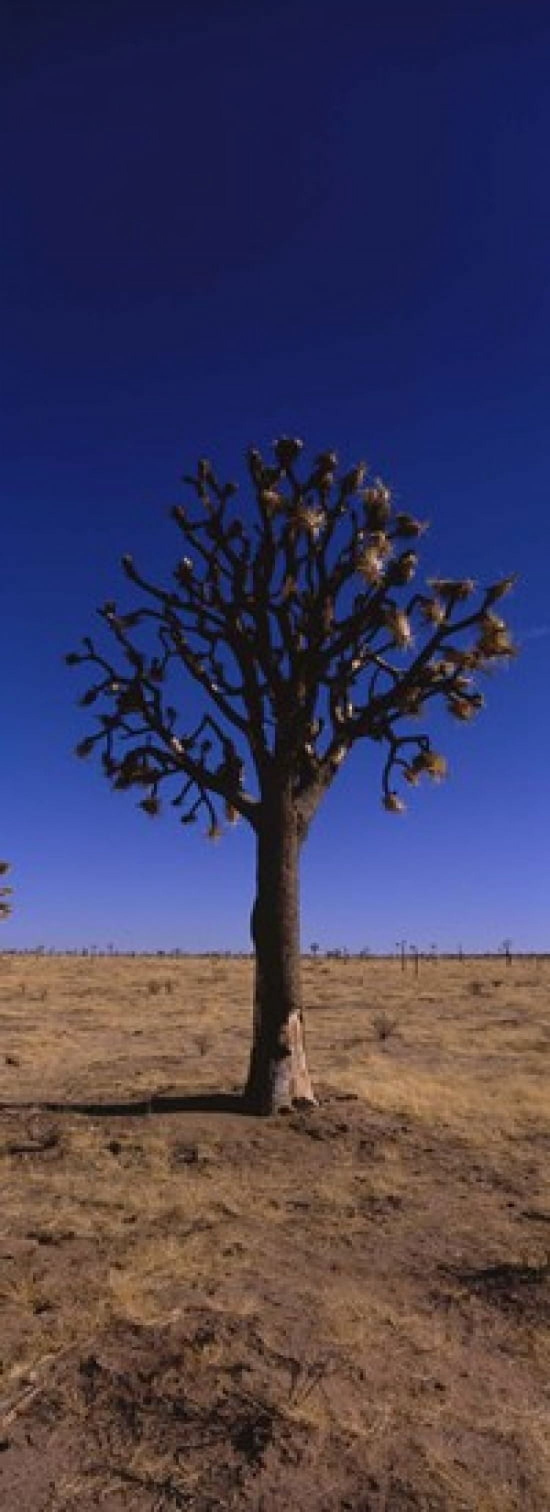 Joshua tree (Yucca brevifolia) in a field California USA Canvas Art - Panoramic Images (18 x 7)