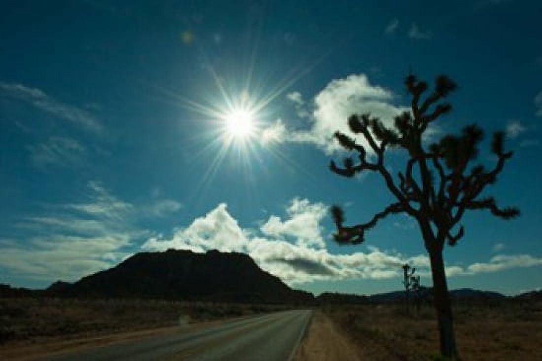 Joshua tree at the roadside Joshua Tree National Park California USA Canvas Art - Panoramic Images (36 x 24)