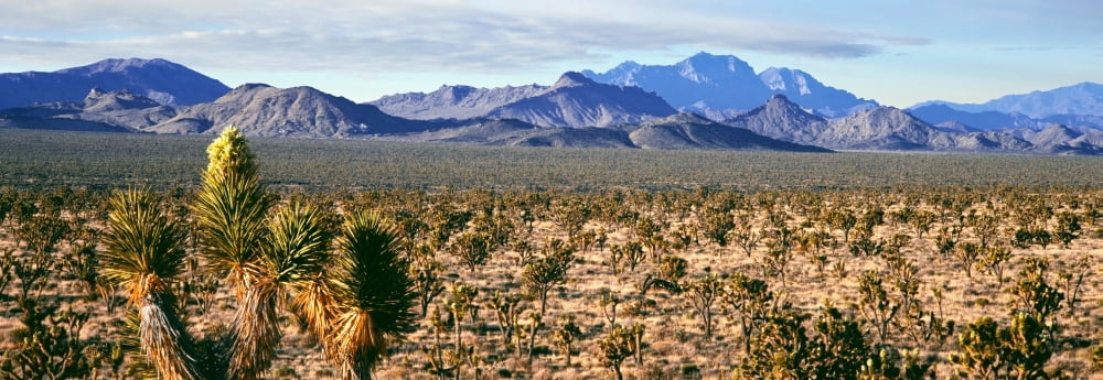 Joshua tree forest with mountain range in the background Providence Mountains Mojave National Preserve San Bernardino County California USA Canvas Art - Panoramic Images (13 x 36)