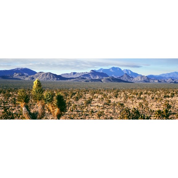 Joshua tree forest with mountain range in the background Providence Mountains Mojave National Preserve San Bernardino County California USA Canvas Art - Panoramic Images (13 x 36)
