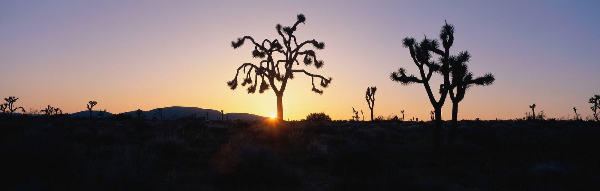 Joshua trees at sunset California Canvas Art - Panoramic Images (27 x 9)
