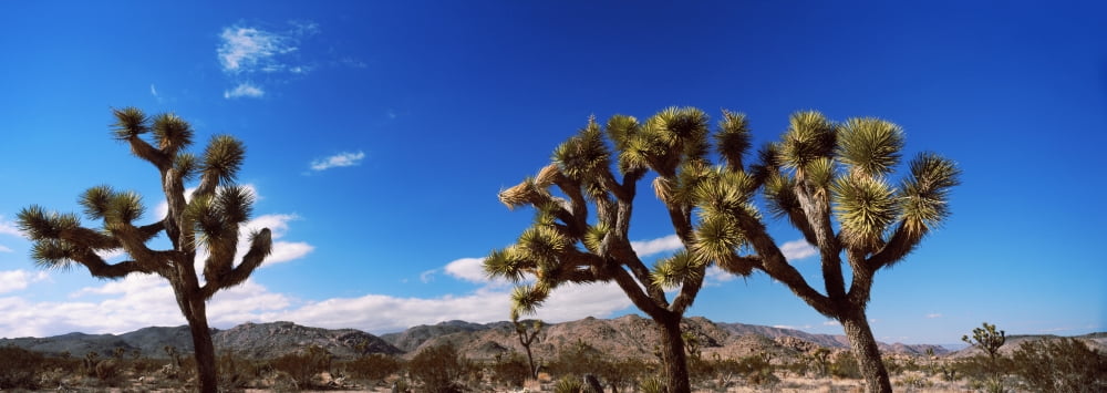 Joshua trees in a desert Joshua Tree National Park California USA Canvas Art - Panoramic Images (27 x 9)