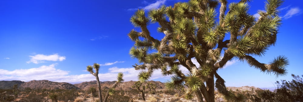 Joshua trees in a desert Joshua Tree National Park California USA Canvas Art - Panoramic Images (36 x 12)