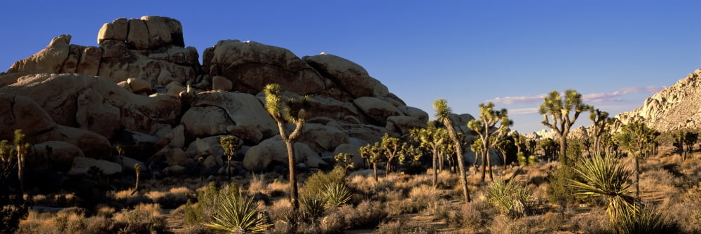 Joshua trees in a desert Joshua Tree National Park California USA Canvas Art - Panoramic Images (36 x 12)