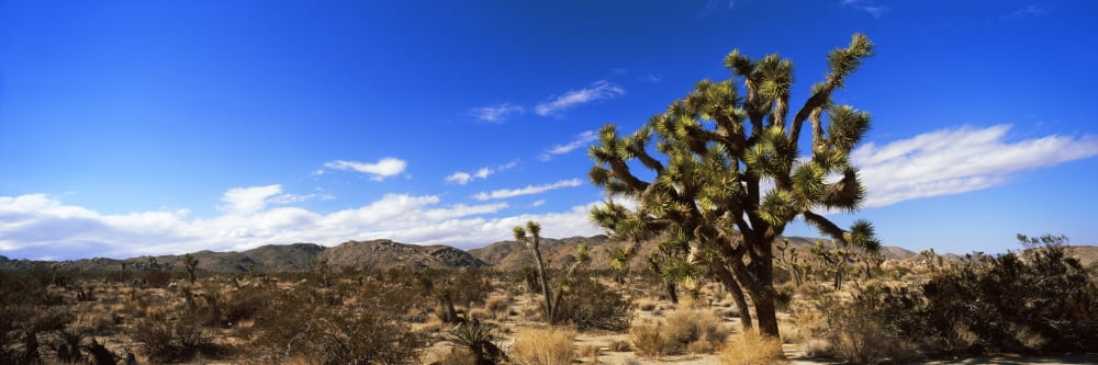 Joshua trees in a desert Joshua Tree National Park California USA Canvas Art - Panoramic Images (36 x 12)