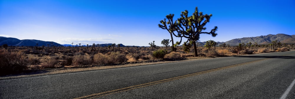 Joshua trees in a desert Joshua Tree National Park California USA Canvas Art - Panoramic Images (36 x 12)