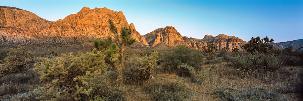 Joshua trees in a desert Red Rock Canyon Las Vegas Nevada USA Canvas Art - Panoramic Images (36 x 12)