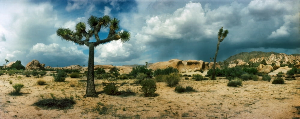 Joshua trees in a desert at sunrise Joshua Tree National Park San Bernardino County California USA Canvas Art - Panoramic Images (6 x 15)
