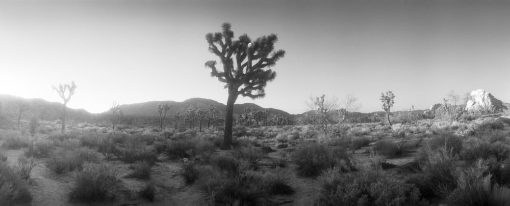 Joshua trees in a desert at sunrise Joshua Tree National Park San Bernardino County California USA Canvas Art - Panoramic Images (6 x 15)