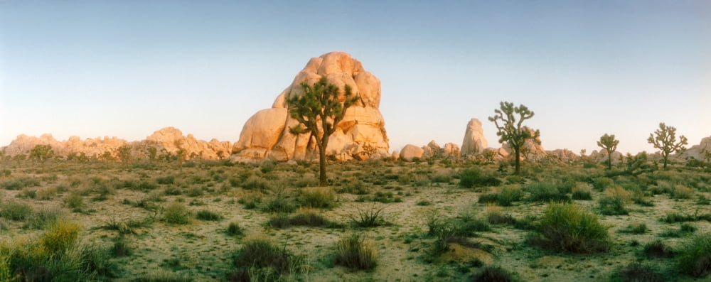 Joshua trees in desert at sunrise Joshua Tree National Park San Bernardino County California USA Canvas Art - Panoramic Images (12 x 30)
